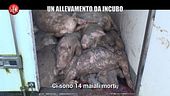 VIVIANI: Un allevamento da incubo: ecco come vengono maltrattati maiali che mangiamo