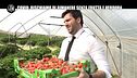 PECORARO: Campi senza braccianti: come arriveranno frutta e verdura nei supermercati?