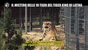 INNOCENZI: Il Tiger King italiano e l'odissea della 10 tigri di Latina