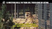 INNOCENZI: Il Tiger King italiano e l'odissea della 10 tigri di Latina