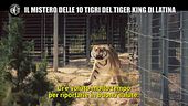 INNOCENZI: Il Tiger King italiano e l'odissea della 10 tigri di Latina