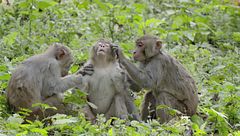 Ep. 1 - Vita da gibbone