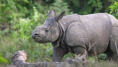 Ep. 2 - La terra del rinoceronte misterioso