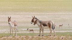 Ep. 3 - I cavalli selvatici dell'Himalaya