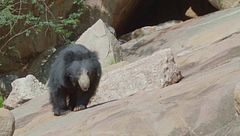 Ep. 4 - Il dilemma di mamma orsa