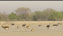 Ep. 6 - I giovani animali del deserto
