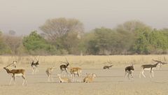 Ep. 6 - I giovani animali del deserto