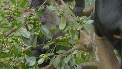 Ep. 7 - Rajan, una scimmia in missione