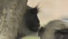 Ep. 8 - La fuga delle scimmie dei templi