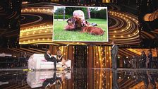 Maria De Filippi e l'amore per i cani