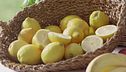 La rubrica del benessere di Gianluca Mech: il limone di Sorrento