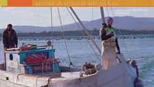 Le cozze di Olbia
