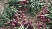 La cipolla rossa di Tropea IGP