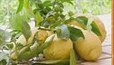 I limoni di Amalfi