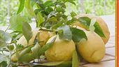 I limoni di Amalfi