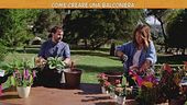 Giardinaggio: come creare una balconiera