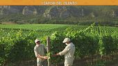 I meravigliosi frutti del Cilento