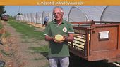 Il melone mantovano IGP