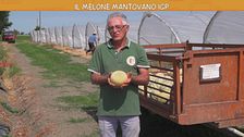 Il melone mantovano IGP