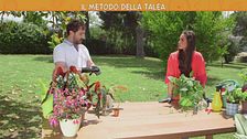 Il metodo della talea