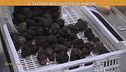 Il tartufo biologico delle Marche