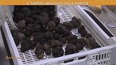 Il tartufo biologico delle Marche