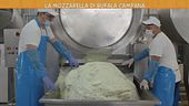 L'allevamento delle bufale in Campania