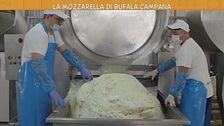 L'allevamento delle bufale in Campania