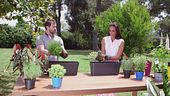 Un giardino di aromi domestico