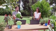 Un giardino di aromi domestico