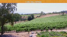 I vini dell'Irpinia
