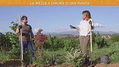 La messa a dimora di una pianta