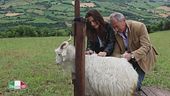 Le caprette di lana cachemire