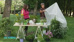 La protezione delle piante