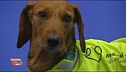 Cani anti-Covid per combattere il virus
