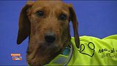 Cani anti-Covid per combattere il virus