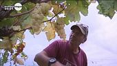In difesa della vigna