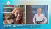 Michela Vittoria Brambilla, Presidente LEIDAA