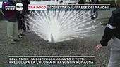 Punta Marina: il paese invaso dai pavoni