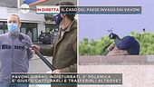 In diretta il caso del  paese "occupato" dai pavoni