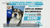 L'appello di Michela Vittoria Brambilla