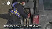 Caso Neumair: i cani molecolari