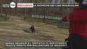 Caso Neumair: i cani molecolari