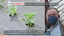 Calabria, i peperoncini da difendere