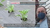 Calabria, i peperoncini da difendere