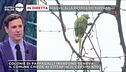 Genova invasa dai pappagalli