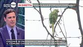 Genova invasa dai pappagalli