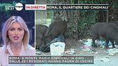 Roma, arrivano i cinghiali!