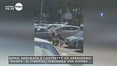 Roma: la banda dei cinghiali