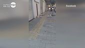 Rossano Calabro, allarme cani randagi